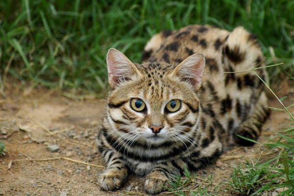 black footed cats (karoocats.org)