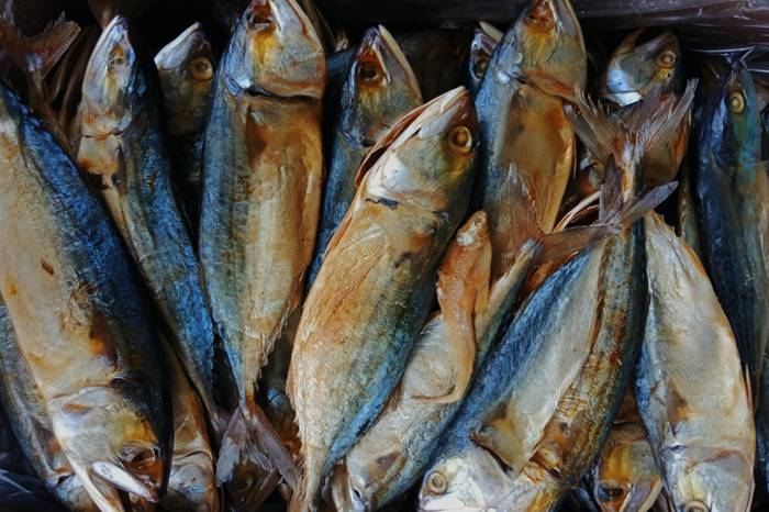 Ilustrasi ikan peda (unsplash.com/qazvii)