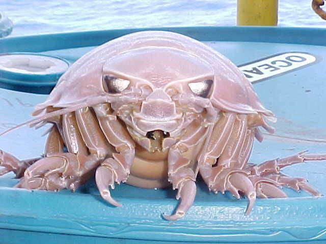 gambar seekor giant isopod (commons.m.wikimedia.org/Mattes)