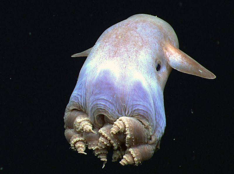 gambar dumbo octopus (commons.m.wikimedia.org/NOAA Okeanos Explorer)