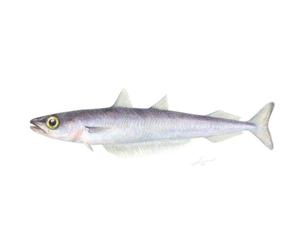 Ikan Whiting biru (instagram.com/j.mir)