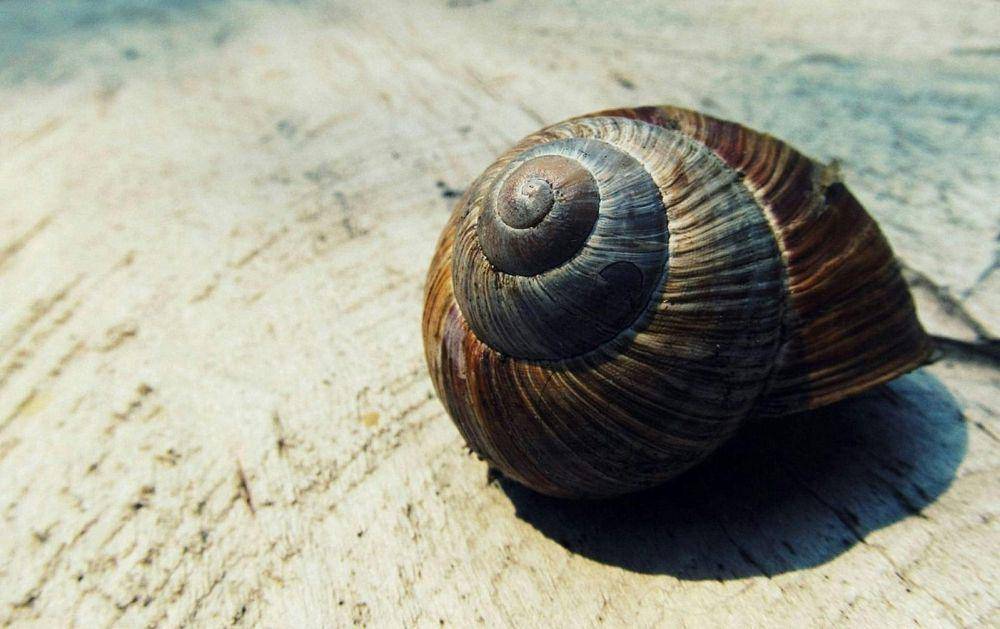 Siput laut (pexels.com/monicore)