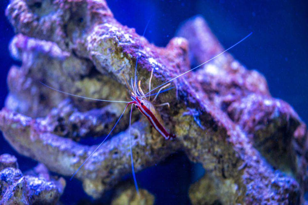 Udang kecil (pexels.com/Sean McSeveney)