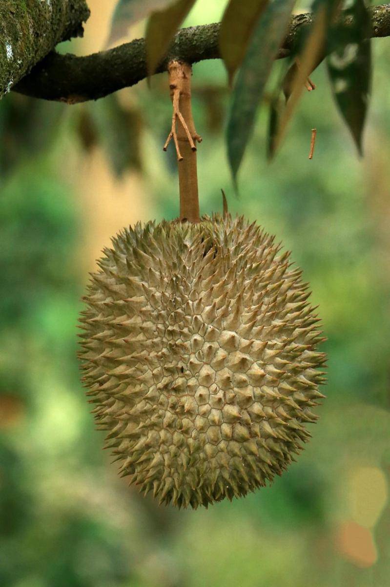 Ilustrasi durian di pohon (pexels.com/@JeffryS.S)
