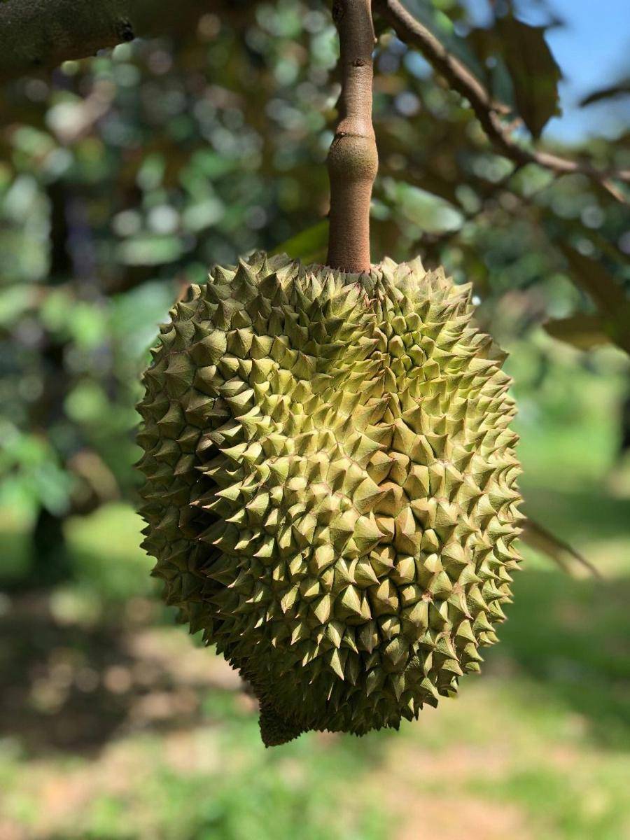 Ilustrasi durian di pohon (pexels.com/@pipolpipolmolla)