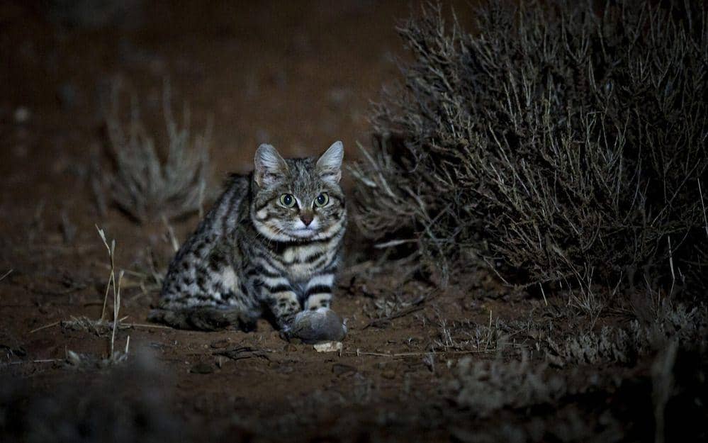 black footed cats (livescience.com/Paul William)