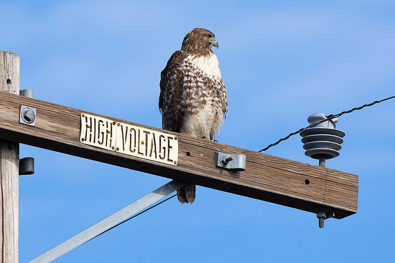 Burung red-tailed hawk bertengger di atas tiang listrik. (commons.wikimedia.org/Frank Schulenburg)