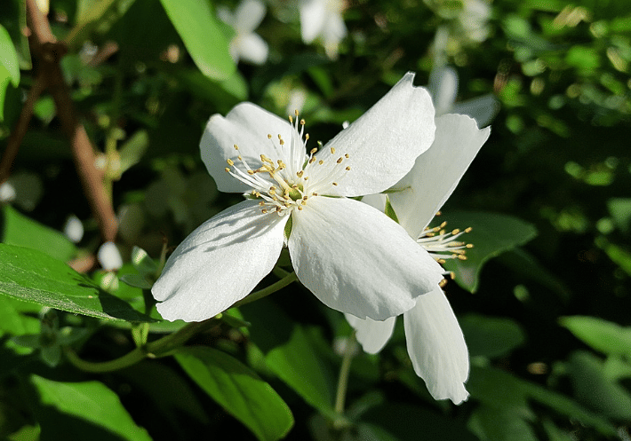 ilustrasi melati (pixabay.com/SanduStefan)