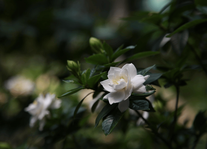 ilustrasi gardenia (pixabay.com/pieonane)