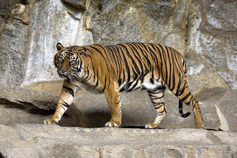 seekor harimau sumatra yang dipelihara di Kebun Binatang Tierpark Berlin (commons.wikimedia.org/Captain Herbert)