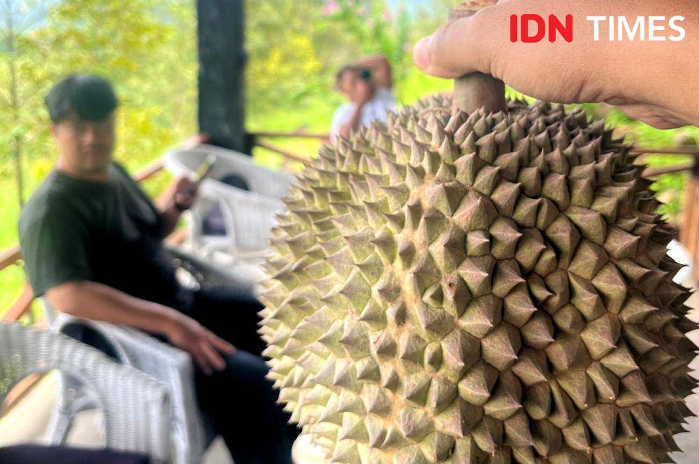 Durian di Bukit Durian Sagara (IDN Times/Dwi Agustiar)