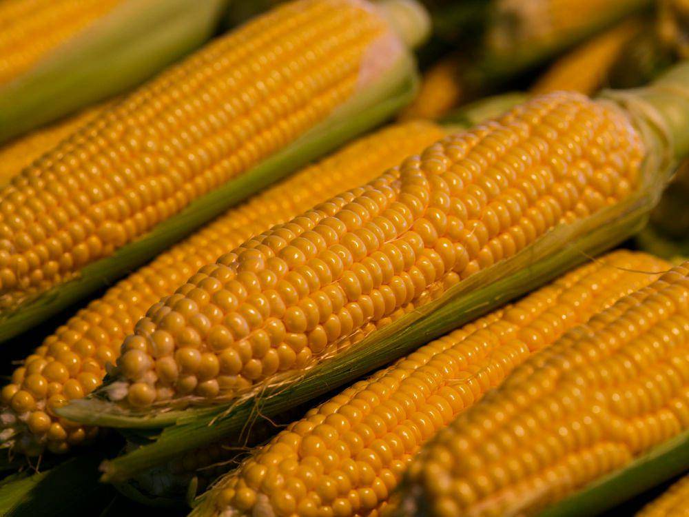 ilustrasi jagung (pexels.com/Engin Akyurt)