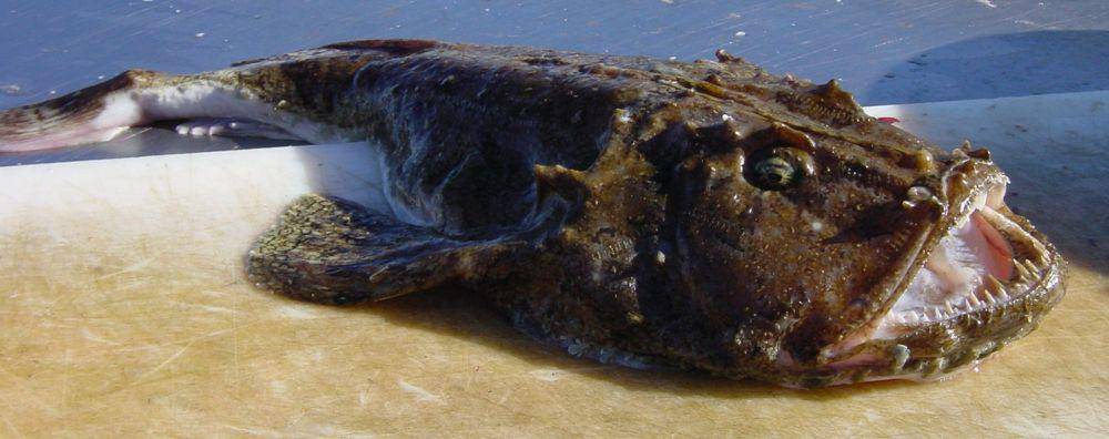 Ilustrasi ikan anglerfish (commons.wikimedia.org/Seeteufel)