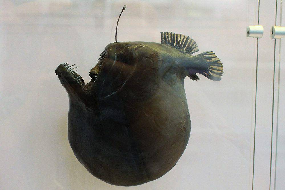 ilustrasi bentuk tubuh anglerfish black seadevil setelah makan (commons.wikimedia.org/Emőke Dénes)
