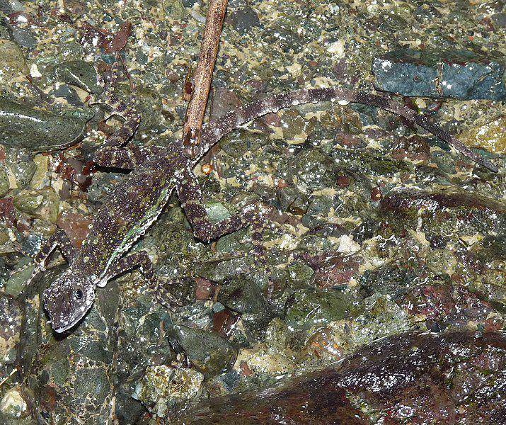anole air yang sedang berkamuflase. Bisa tebak dia ada di mana? (commons.wikimedia.org/Goodshort)