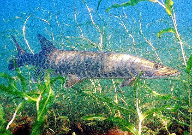 Salah Satu Ikan Predator Penghuni Air Tawar, Simak 7 Fakta Muskellunge