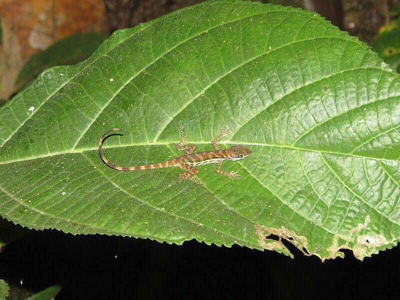 Anole air tinggal di hutan hujan tropis dan selalu berada dekat aliran air dengan vegetasi lebat. (commons.wikimedia.org/Reuven Martin)