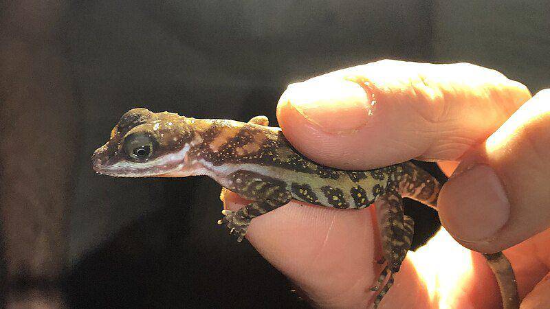 Kulit khusus untuk membantu anole air menyelam terletak di ujung moncong mereka, tepatnya dekat area hidung. (commons.wikimedia.org/Dan MacNeal)
