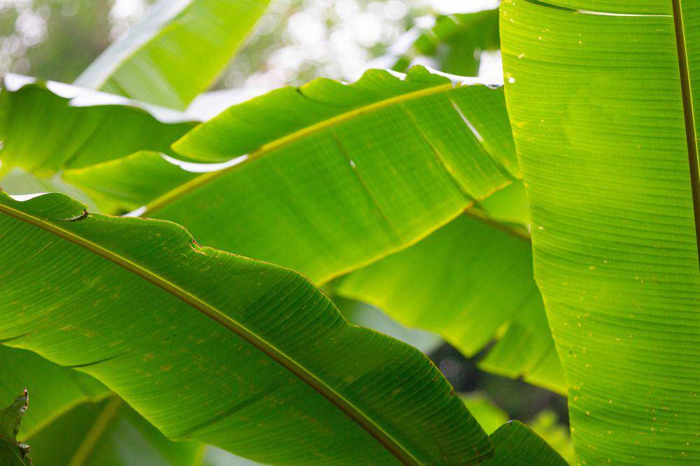 ilustrasi daun pisang (freepik.com/jcomp)