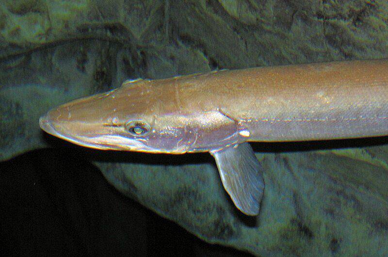Ilustrasi ikan muskellunge (commons.m.wikimedia.org/James St. John)