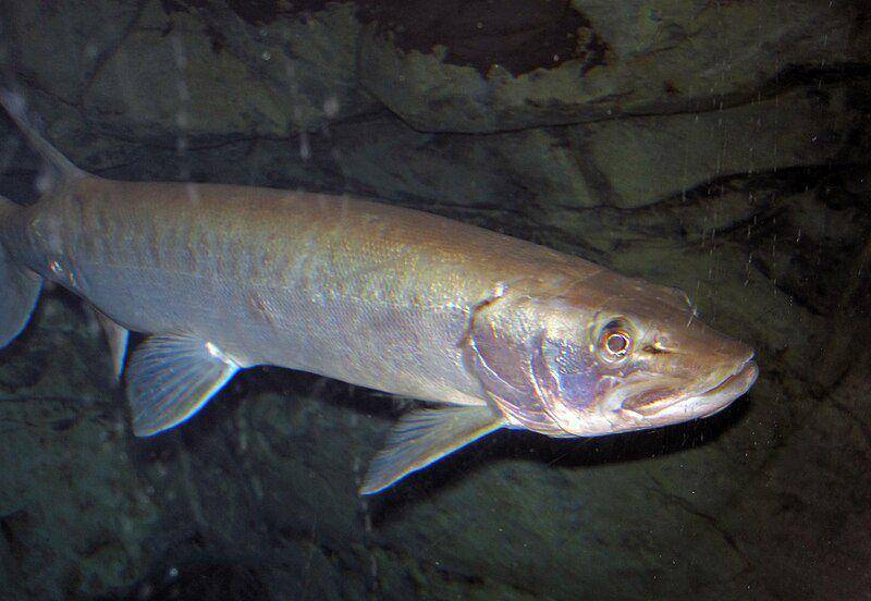 Ilustrasi ikan muskellunge yang berukuran cukup besar (commons.m.wikimedia.org/James St. John)