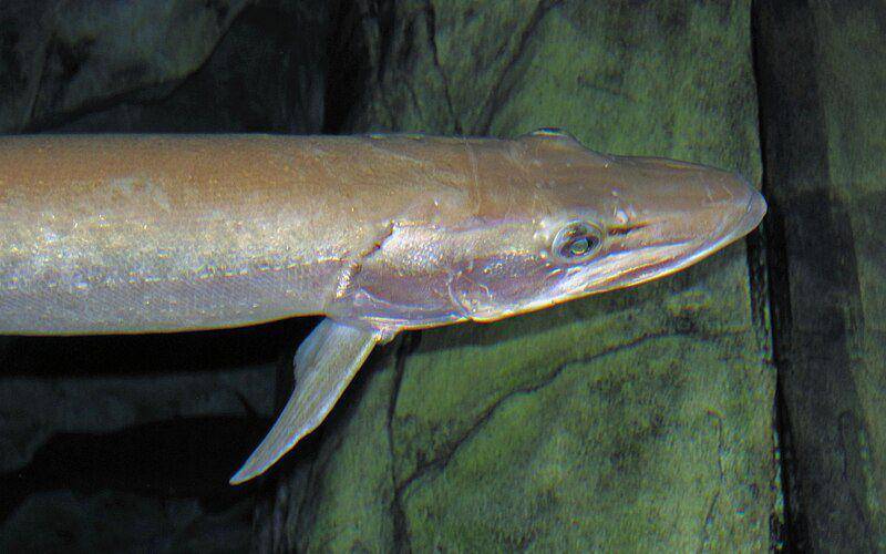 Ilustrasi ikan muskellunge atau disebut muskie (commons.m.wikimedia.org/James St. John)