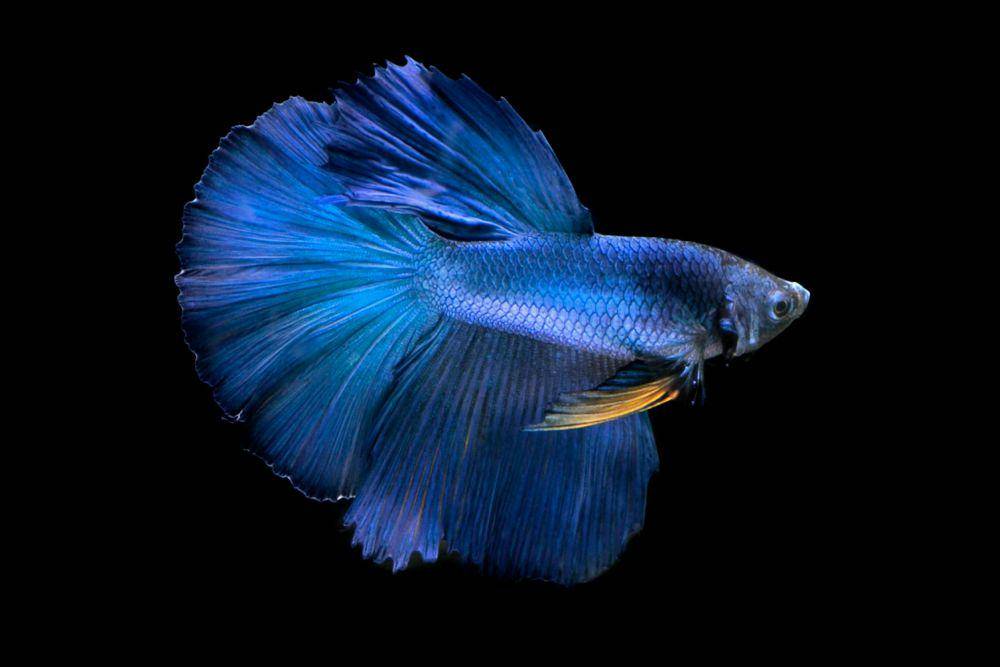 Ilustrasi ikan feng shui (pexels.com/Jeffry S.S.)