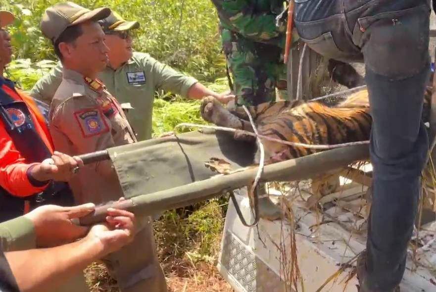 Ukuran 2,3 Meter, Harimau Masuk Kandang Jebak di Pesibar Dievakuasi