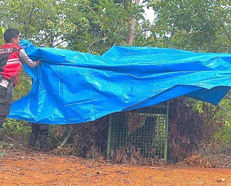 Harimau Sumatra Masuk Kandang Jebak di Perkebunan Warga Pesisir Barat