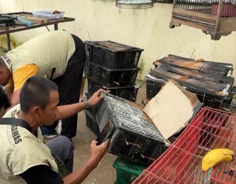 Pengungkapan penyelundupan 982 ekor burung ilegal di Pelabuhan Bakauheni. (DOK. Karantina Lampung).