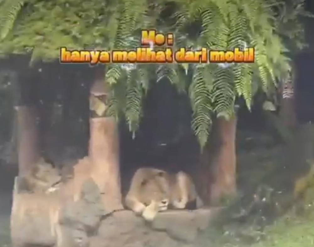 Viral Pengunjung Taman Safari Turun dari Mobil di Area Singa