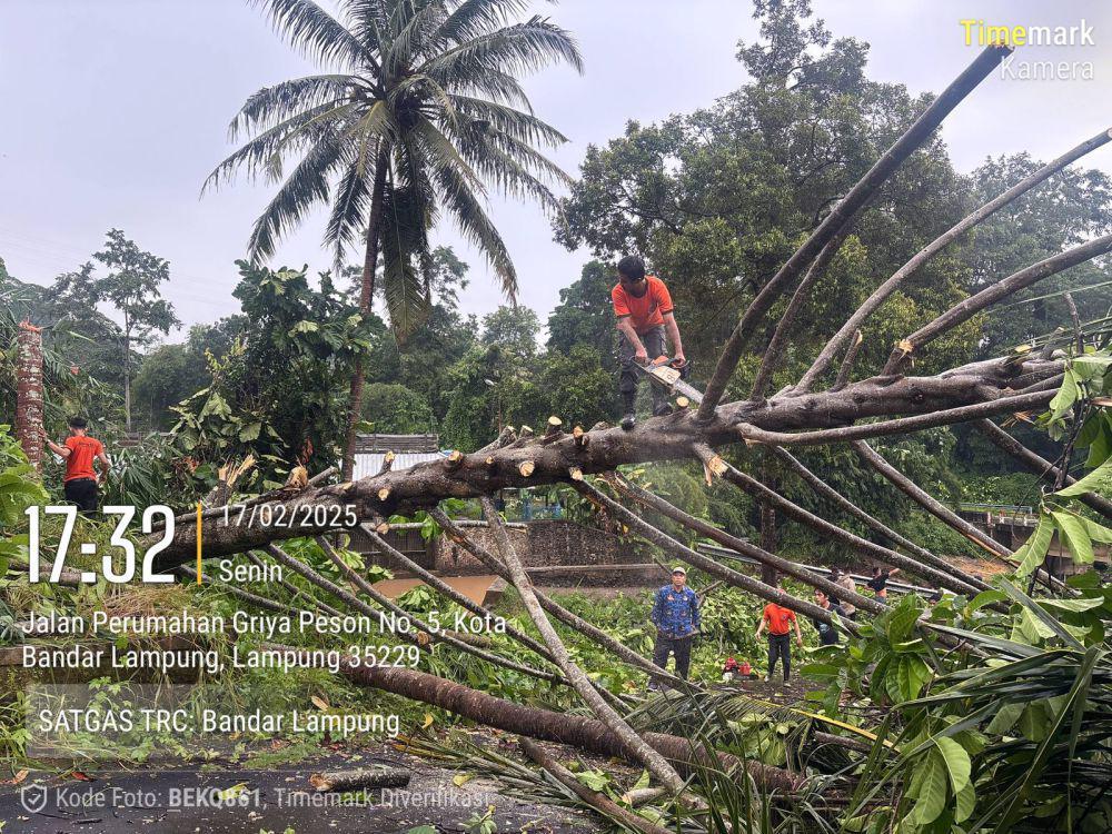 6 Pohon Tumbang di Tiga Kecamatan Balam Imbas Hujan dan Angin