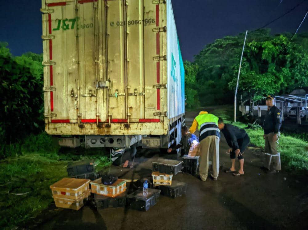 Pengungkapan penyelundupan 982 ekor burung ilegal di Pelabuhan Bakauheni. (DOK. Karantina Lampung).