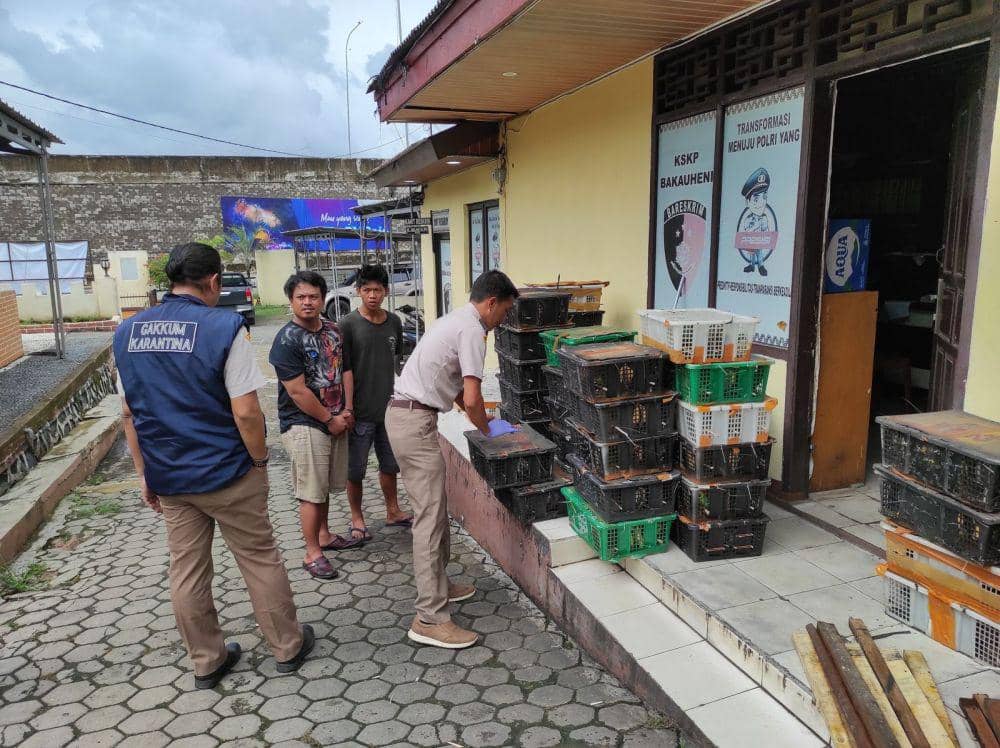 2 Warga Jabar Ditahan Kasus Penyelundupan Burung Ilegal di Sasi Truk