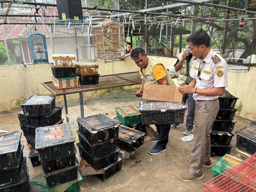 Pengungkapan penyelundupan 982 ekor burung ilegal di Pelabuhan Bakauheni. (Dok. Karantina Lampung).
