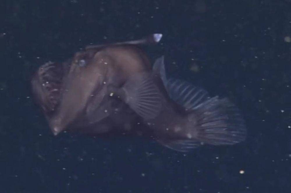 ilustrasi perilaku misterius anglerfish black seadevil (sanctuaries.noaa.gov/gallery/MBARI/Matt McIntosh/NOAA)