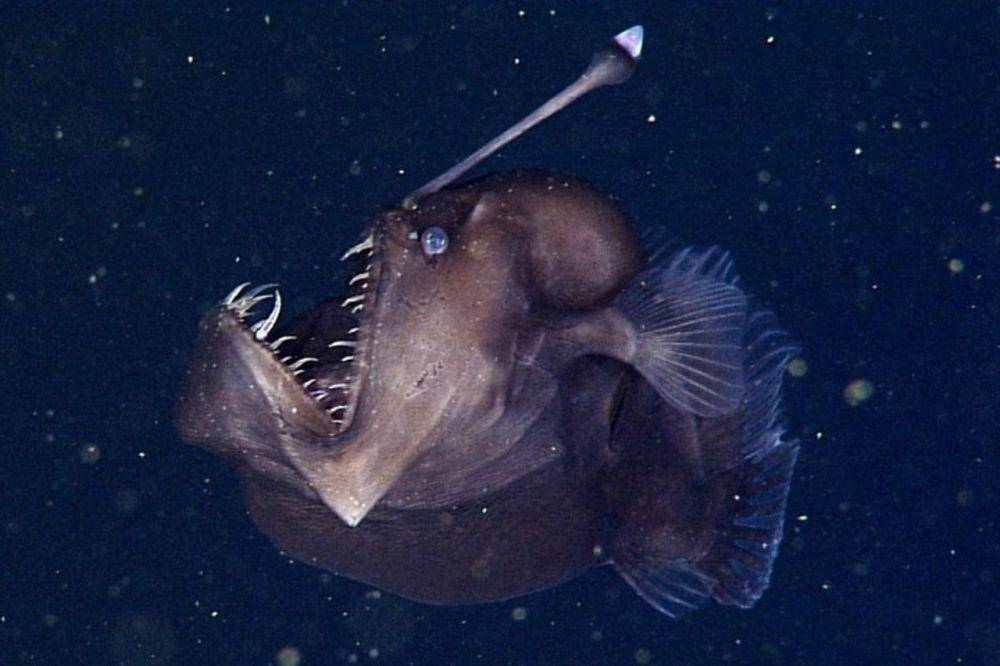 ilustrasi anglerfish black seadevil, betina lebih besar daripada jantan (sanctuaries.noaa.gov/news/MBARI)