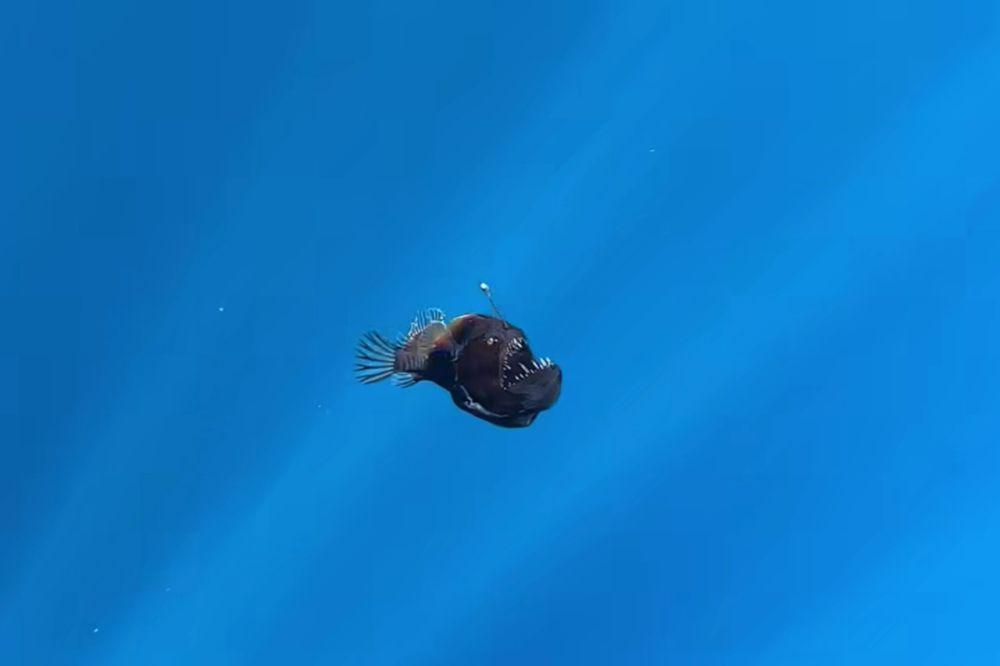6 Fakta Anglerfish Black Seadevil yang Muncul di Perairan Laut Spanyol