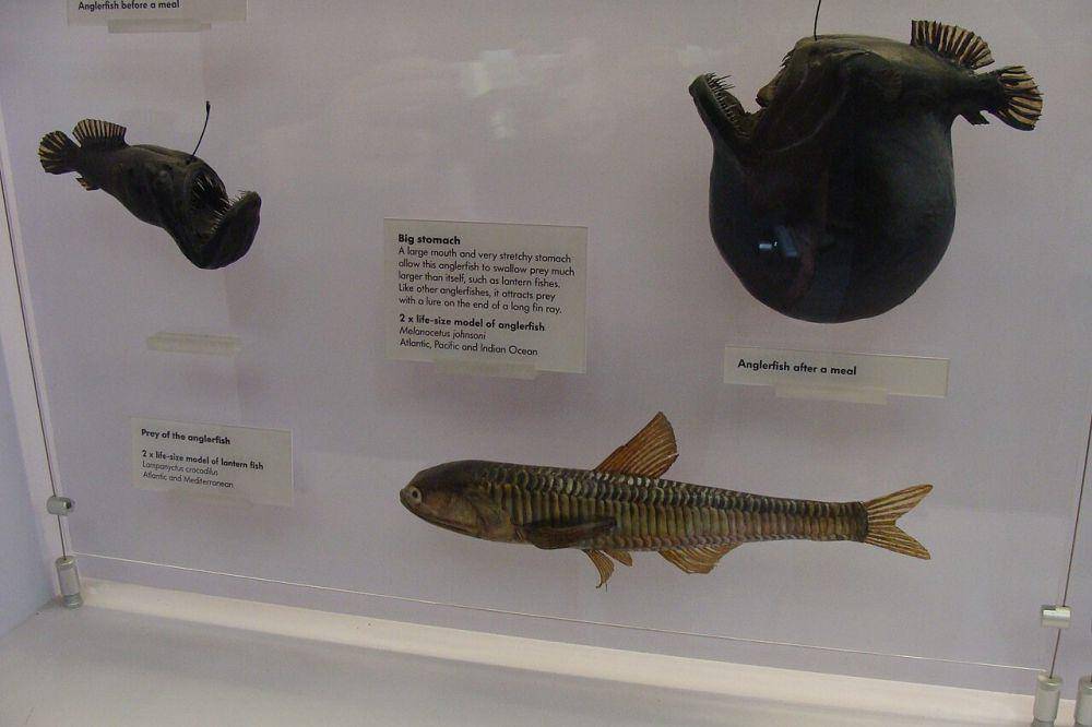 ilustrasi ikan lampanyctus crocodilus (bawah), mangsa anglerfish black seadevil (commons.wikimedia.org/Fernando Losada Rodríguez)