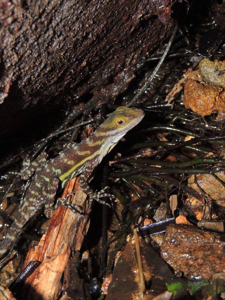 Populasi anole air di alam liar dapat dibilang aman karena tidak ada ancaman serius bagi spesies ini. (inaturalist.org/anthony_mora_aguilar)