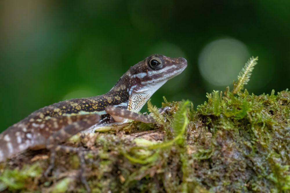 anole air yang sedang beristirahat di batang pohon basah (inaturalist.org/marcelllo)