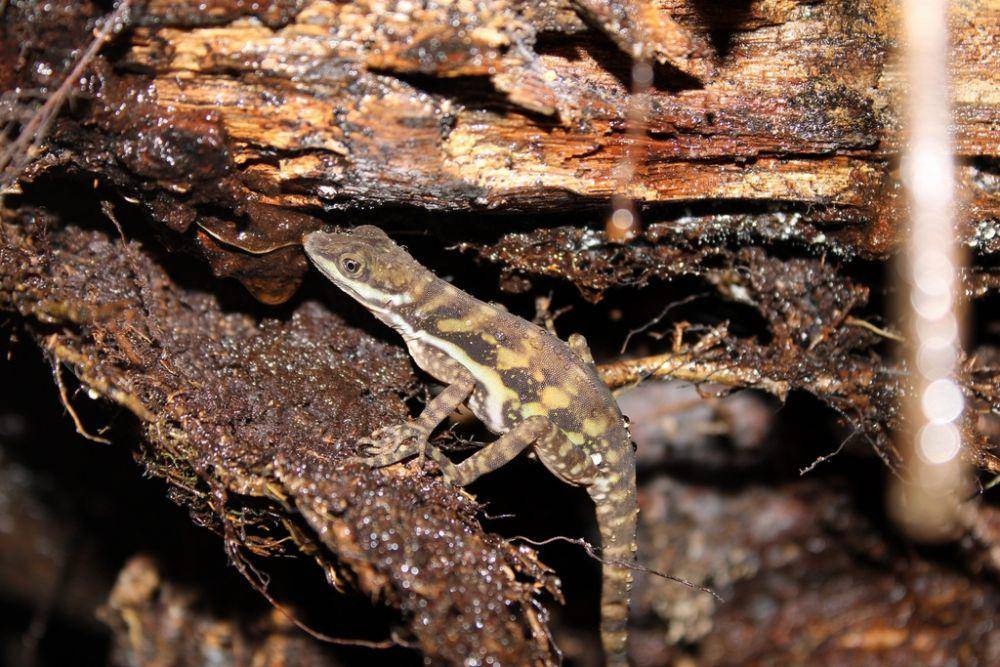 anole air yang sedang berlindung (inaturalist.org/moises127)
