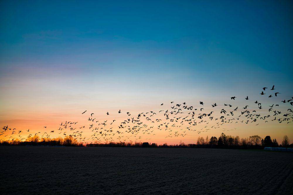 ilustrasi terganggunya migrasi burung akibat badai geomagnetik (unsplash.com/Maksim Shutov)