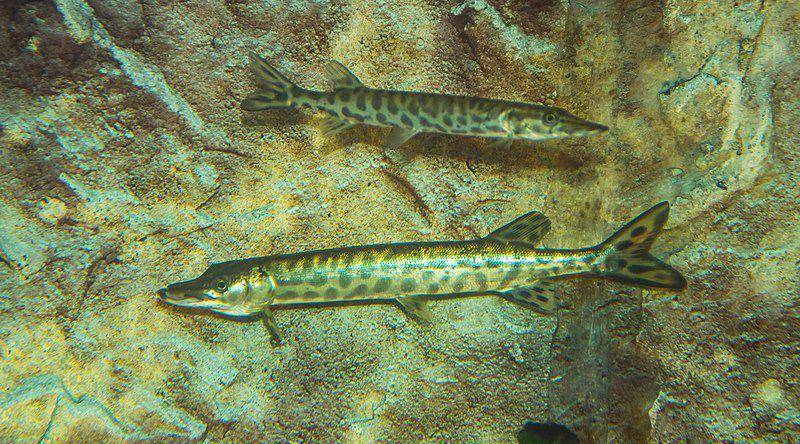 Ilustrasi ikan muskellunge (commons.m.wikimedia.org/USFWS)