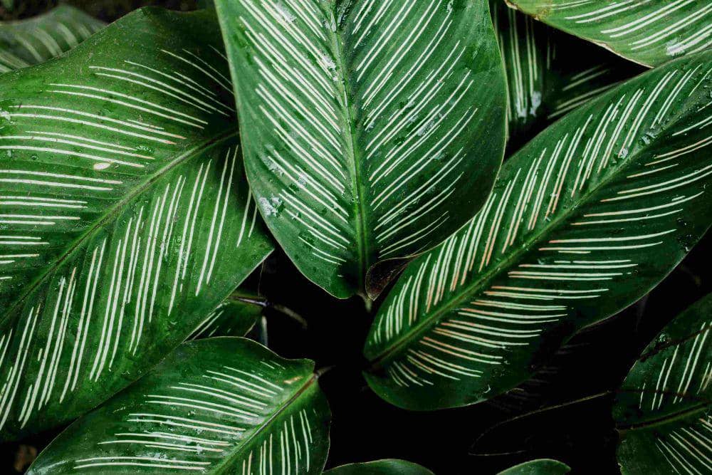 ilustrasi calathea (pexels.com/Nothing Ahead)