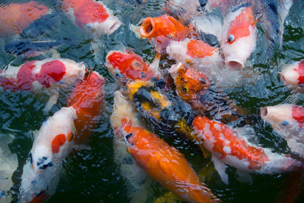 5 Ikan Feng Shui Dipercaya Bisa Atasi Masalah Keuangan, Ayo Pelihara!