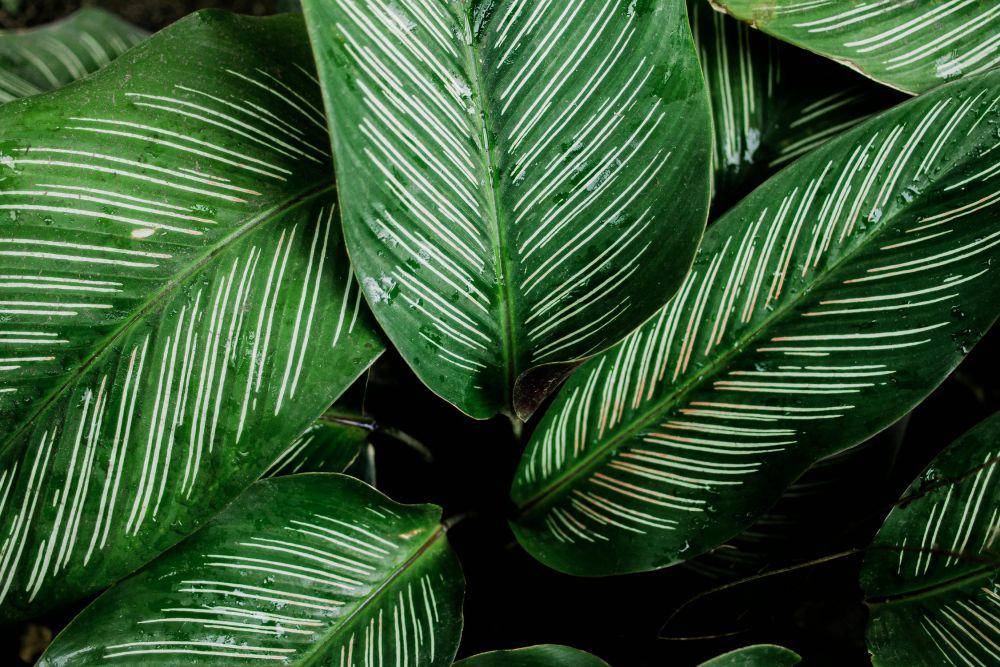 Ilustrasi tanaman yang butuh banyak air (pexels.com/Nothing Ahead)