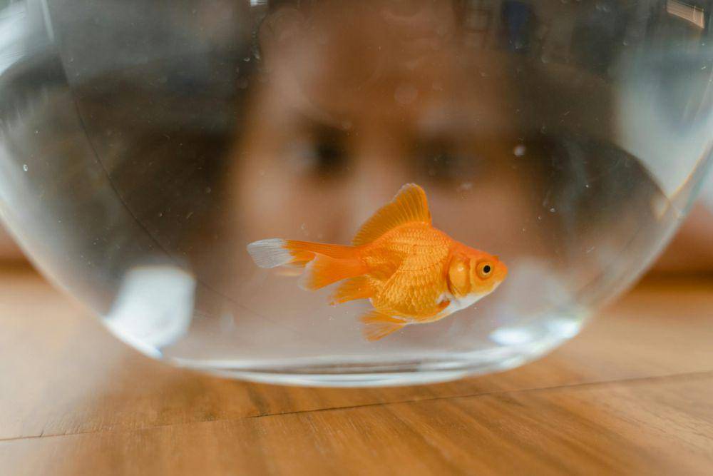 Ilustrasi ikan feng shui (pexels.com/MART PRODUCTION)