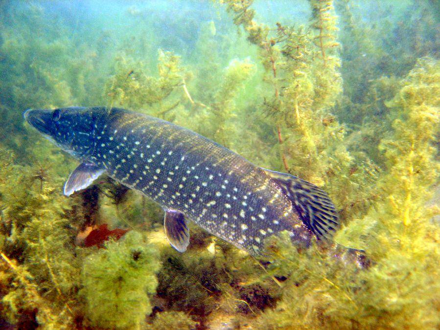 Ilustrasi ikan muskellunge yang suka hidup soliter (commons.m.wikimedia.org/Shao)