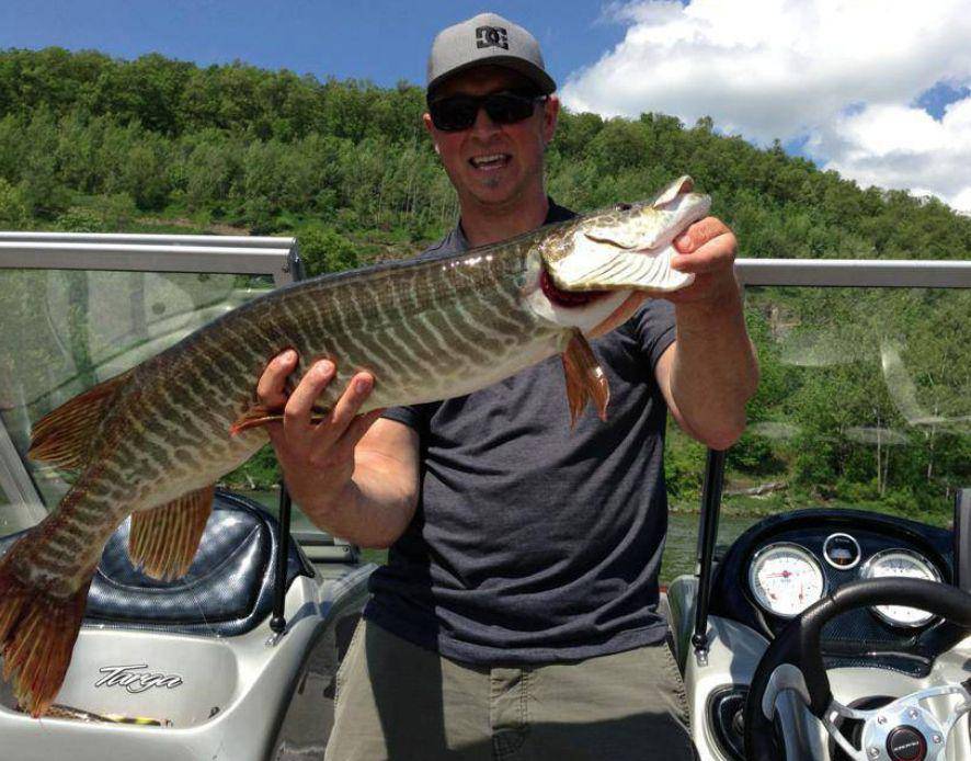 Ilustrasi ikan muskellunge yang berukuran cukup besar (commons.m.wikimedia.org/U.S. Army Corps of Engineers)